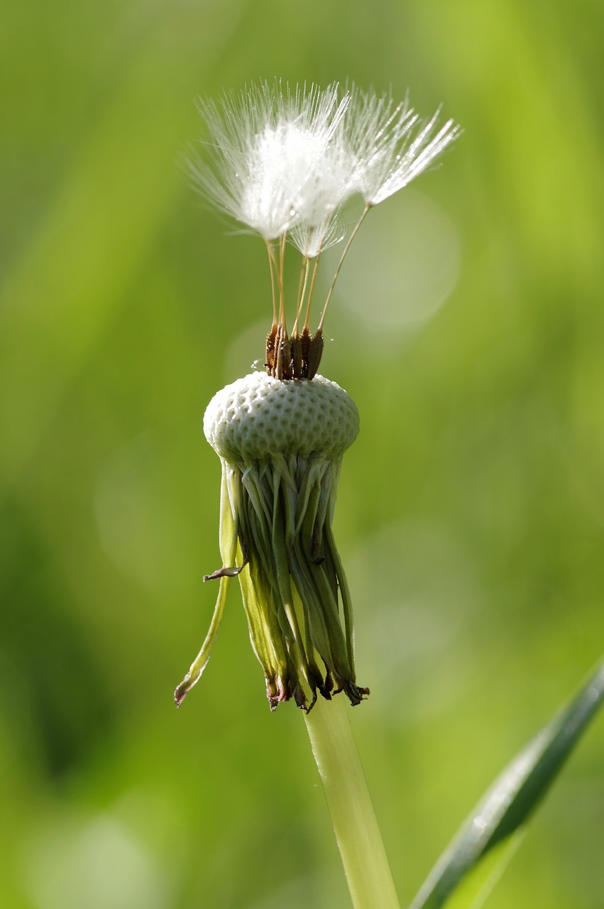 Image - dandelion oskubany irokez tufts