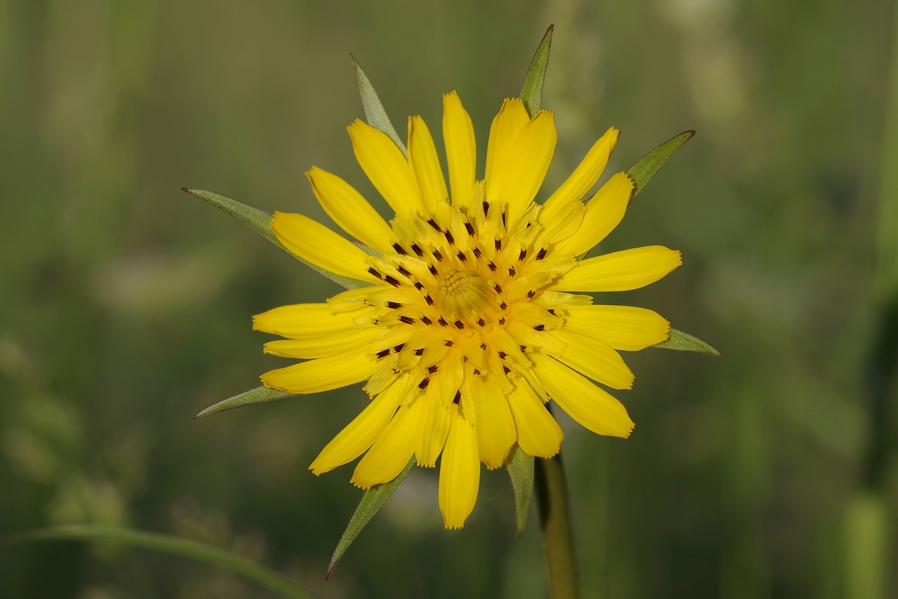 Image - flower yellow the petals sharp