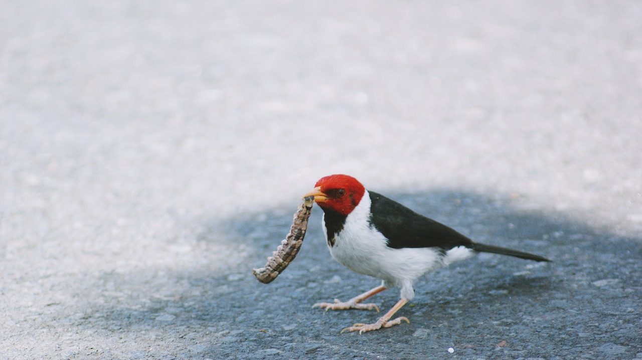 Image - bird prey red headed wood pecker