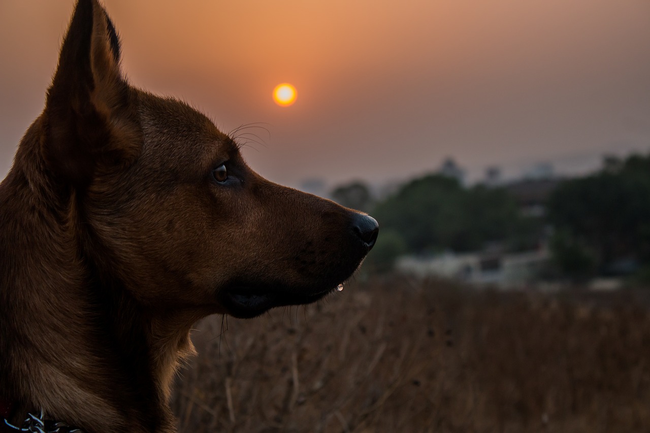 Image - dog pet animal cute canine