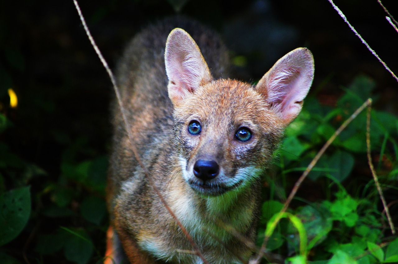 Image - animal nature baby indian jackal