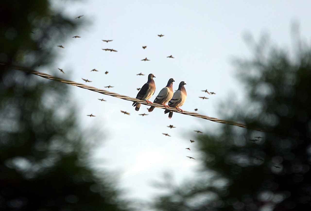 Image - pigeons meeting birds dove nature