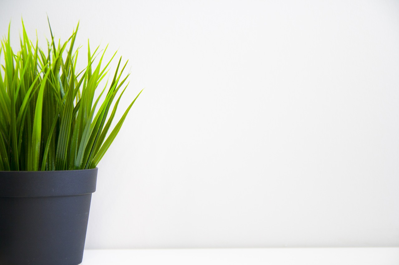 Image - flower plant green grass close