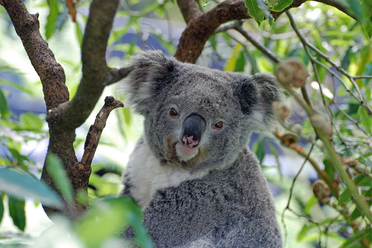 Image - koala australia zoo koala bear