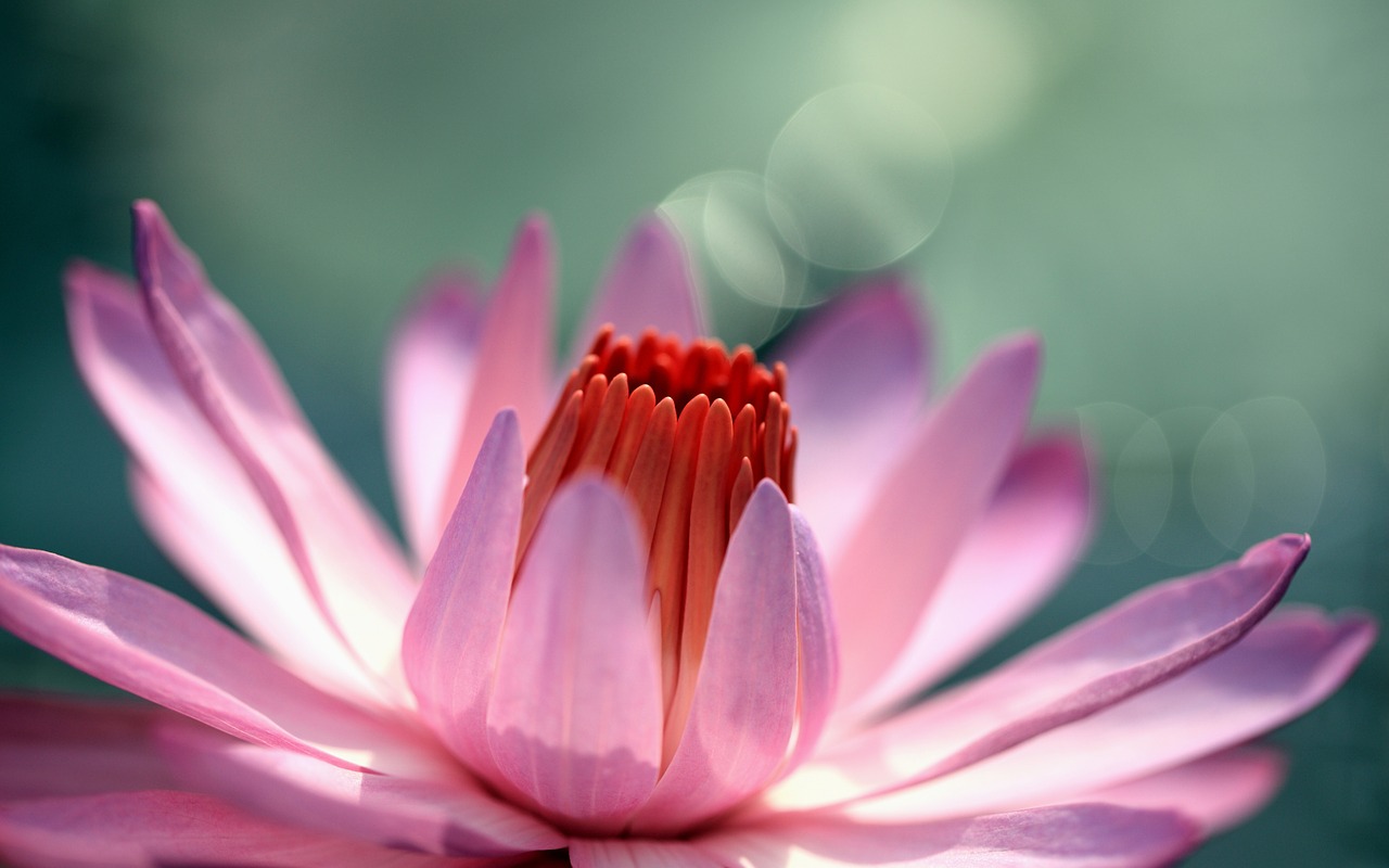 Image - lotus flowers hd flowers