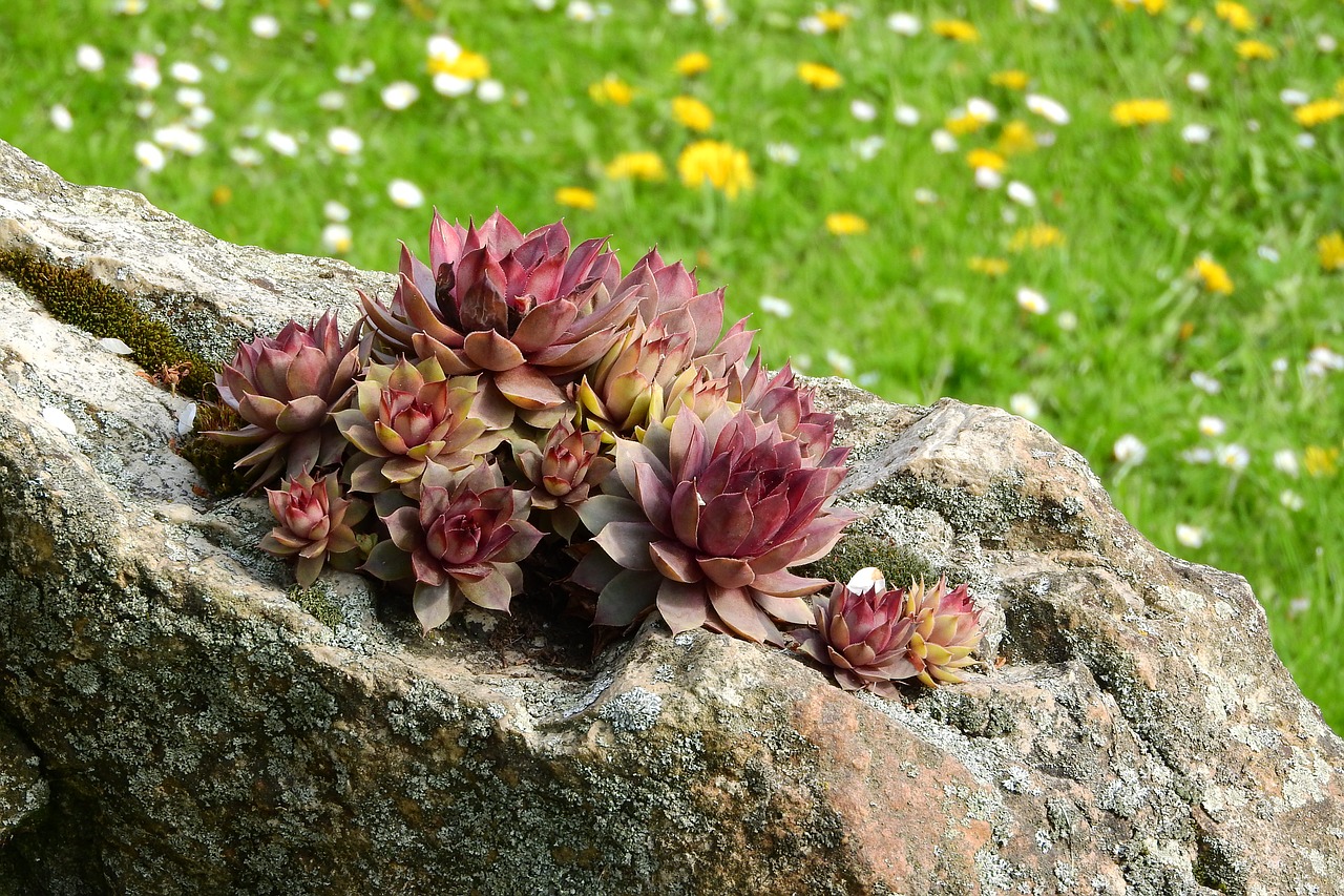 Image - netřesk sempervivum tlusticovité