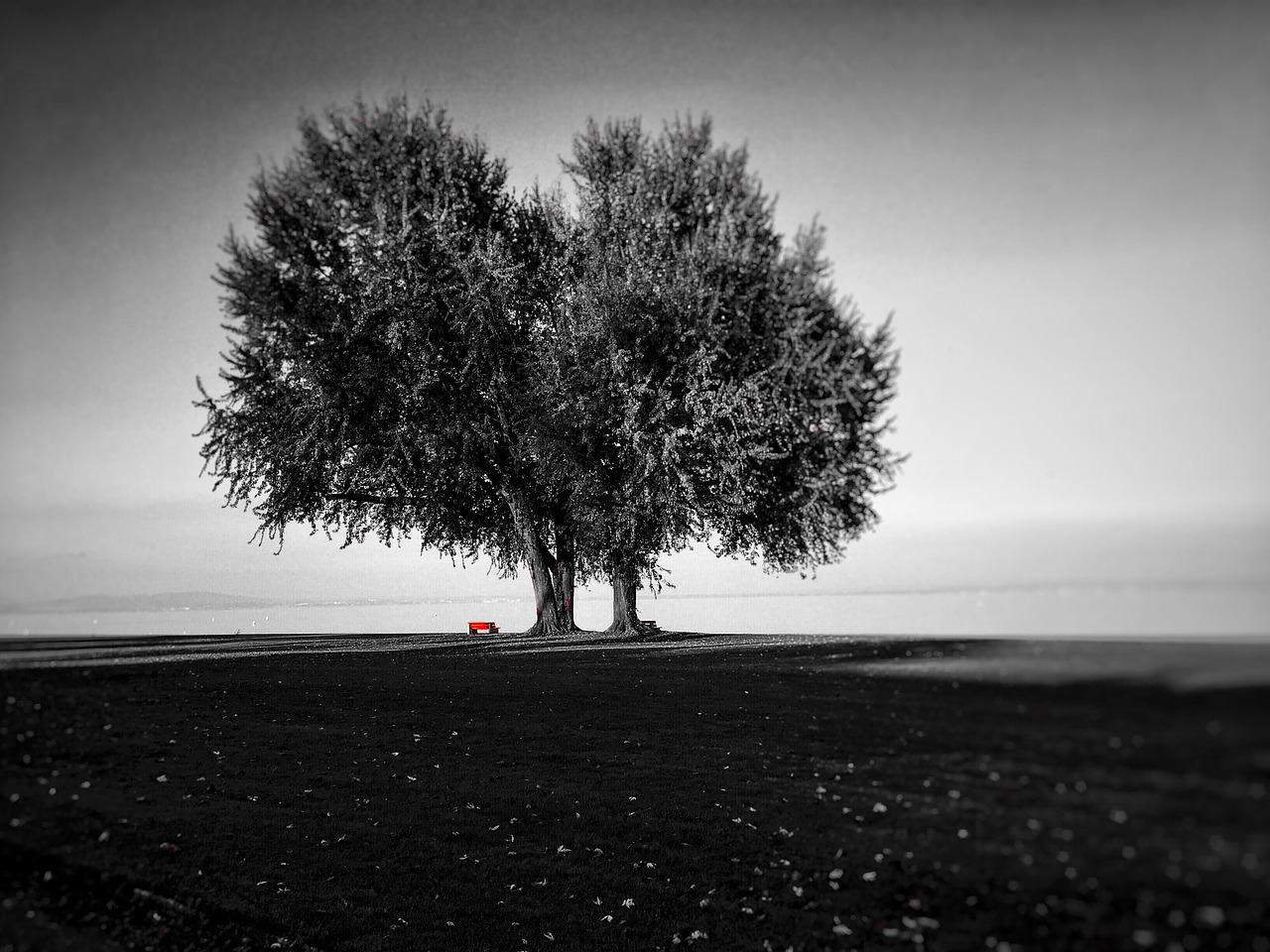 Image - meadow lake black white landscape