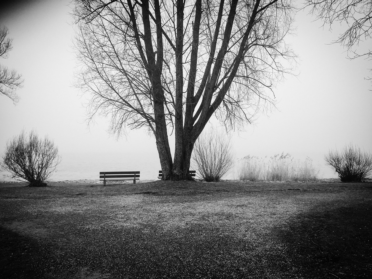 Image - lake constance tree bank alone