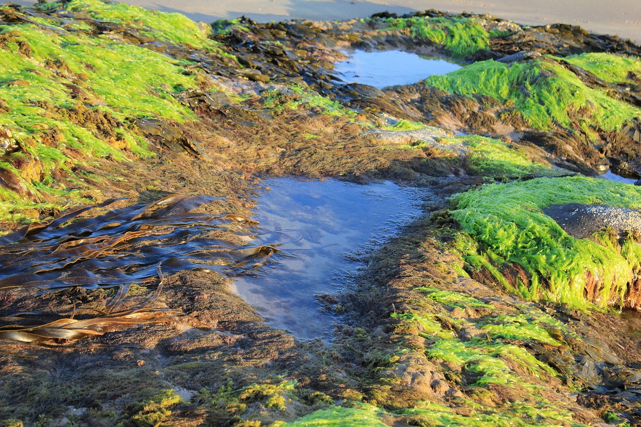 Image - seaweed rock pools nature texture