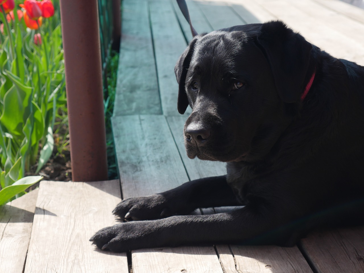 Image - dog black dog labrador purebred