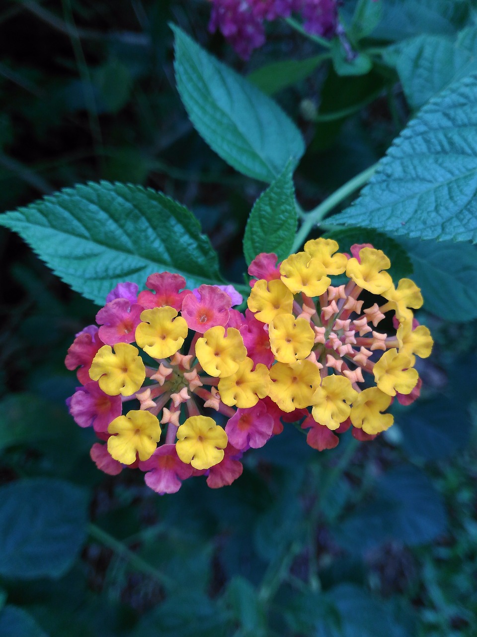 Image - flowers blooms kantutay lantana