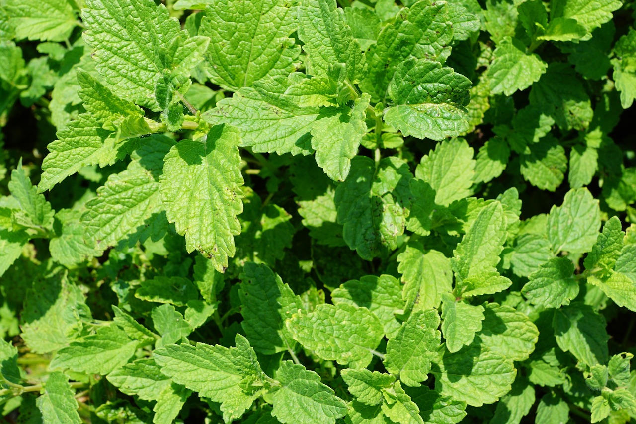 Image - peppermint plant tee drink summer