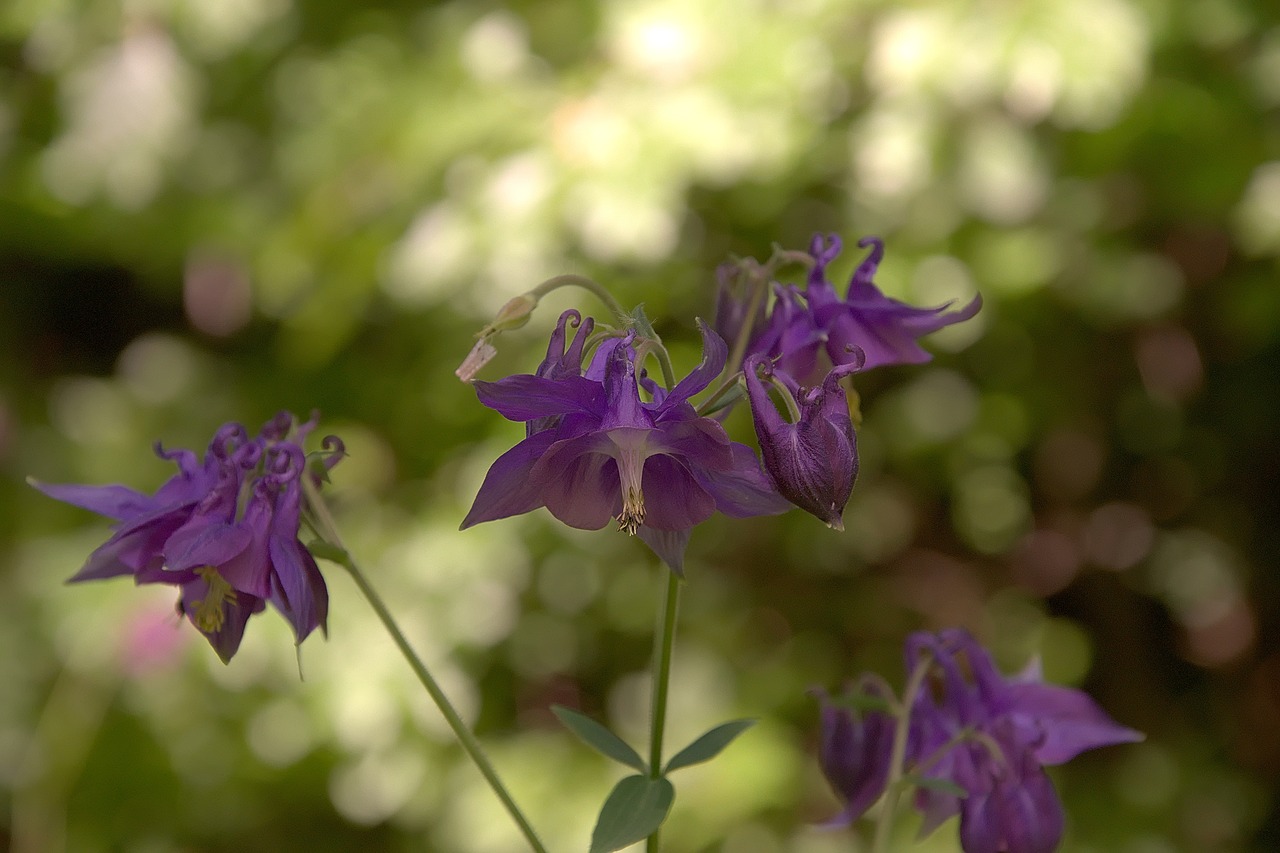 Image - forest orchid flower purple