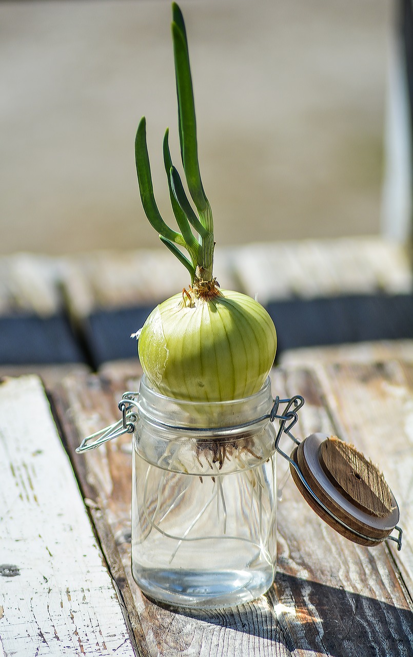 Image - onion chives roots green food