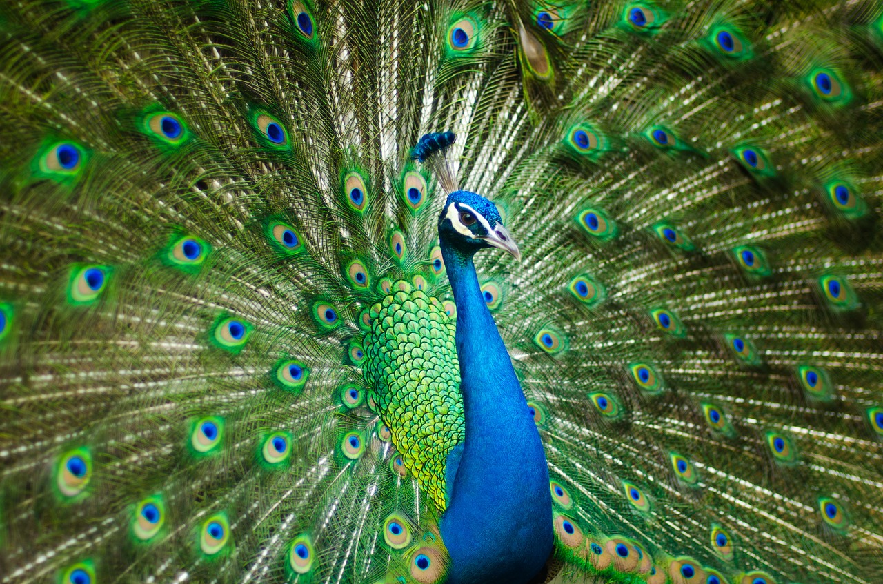 Image - beautiful male peacock colorful bird