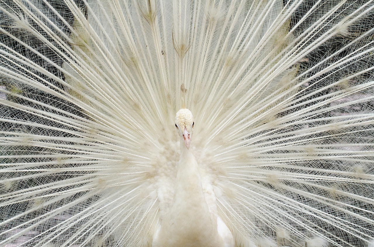 Image - beautiful white feather peacock bird