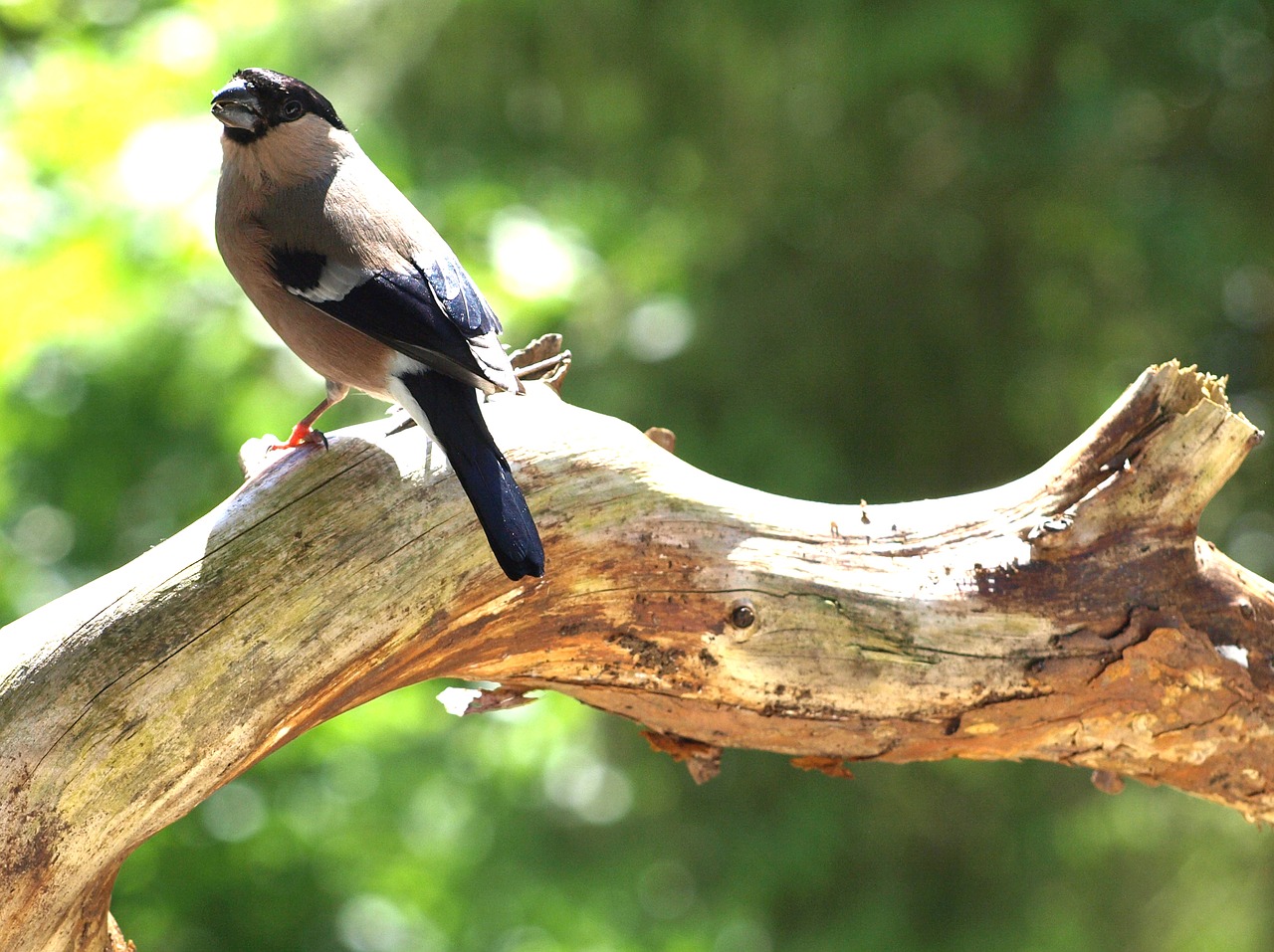 Image - gimpel female pyrrhula pyrrhula