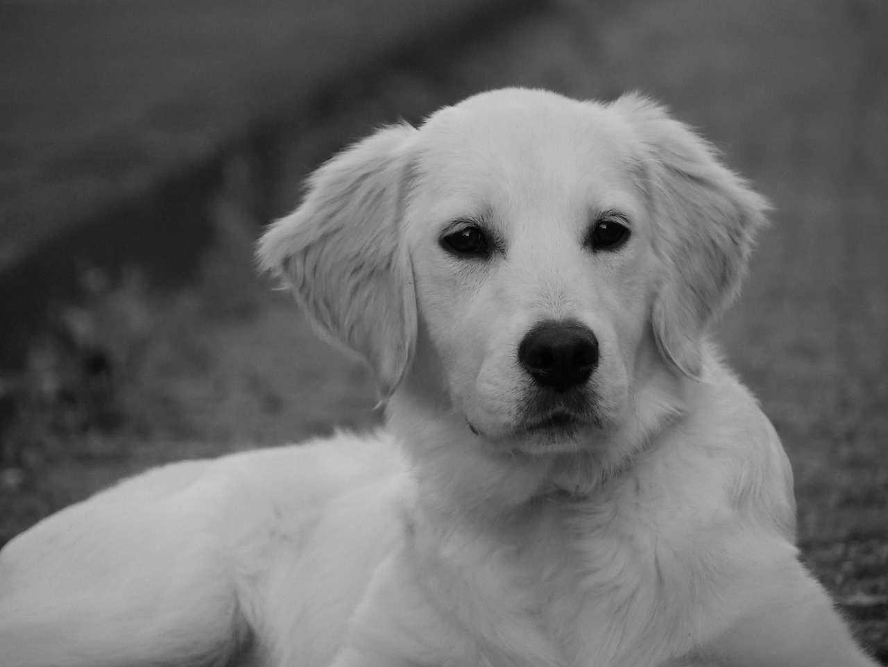 Image - dog magic ears snout