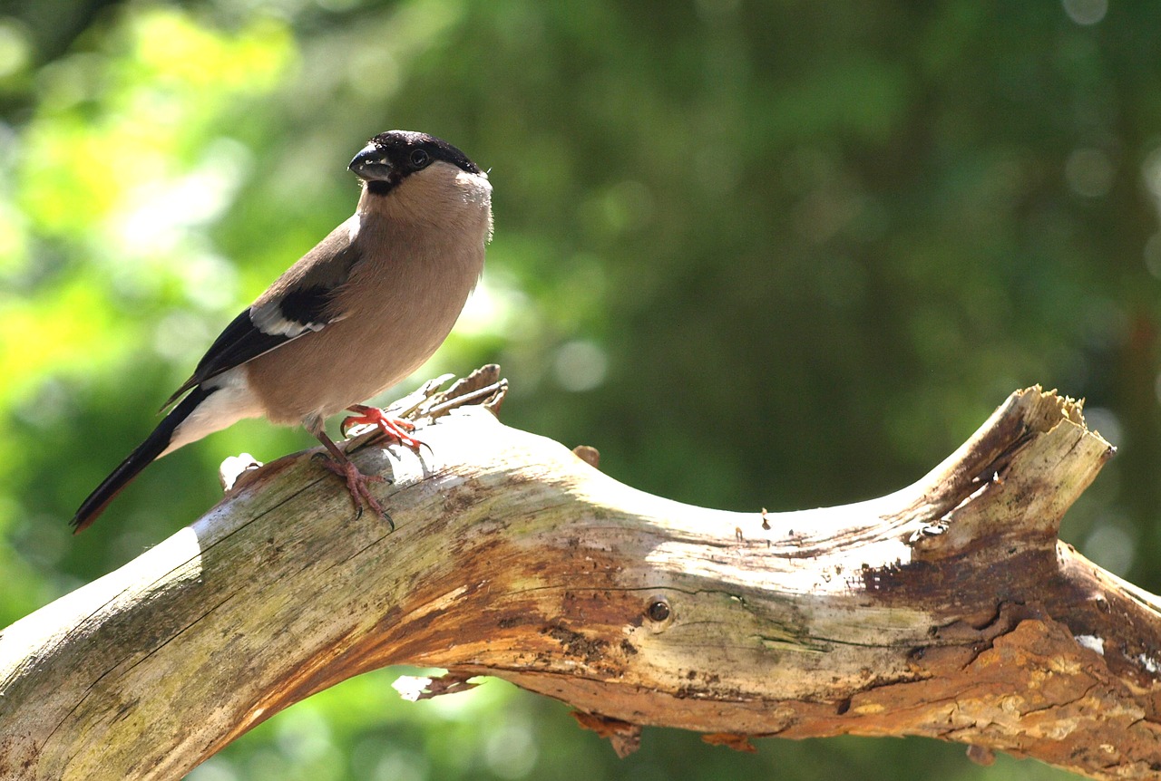 Image - gimpel female bird pyrrhula