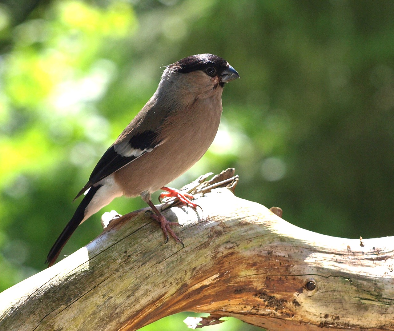 Image - gimpel female bird pyrrhula