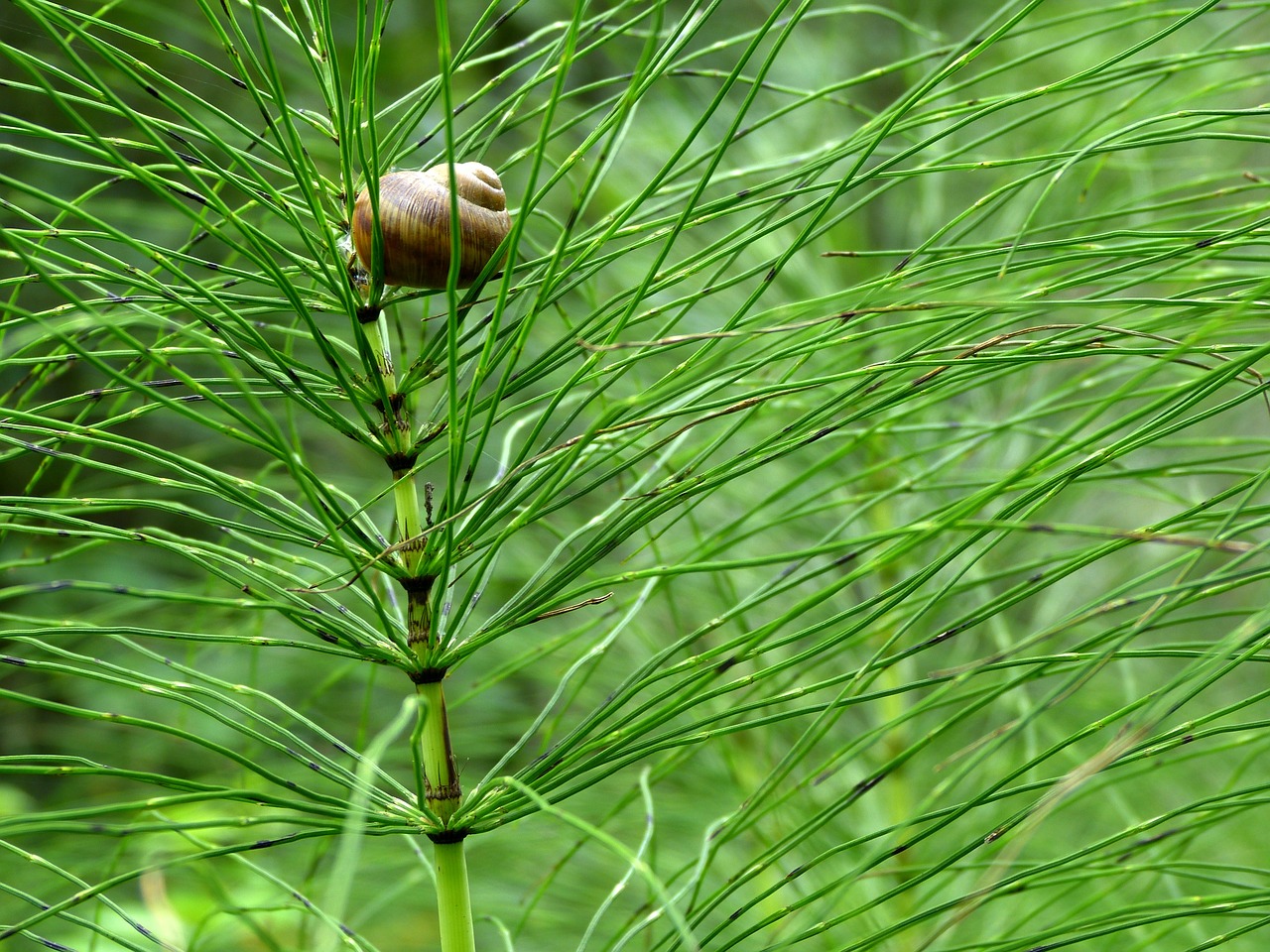 Image - horsetail shell green plant nature