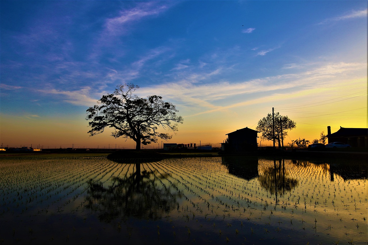 Image - rural sunset wood in the evening