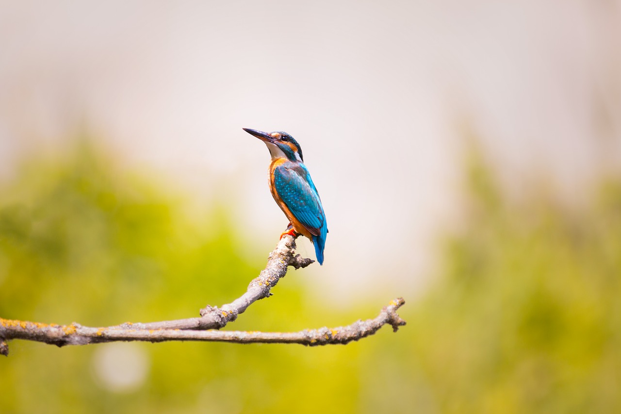 Image - kingfisher nature branch