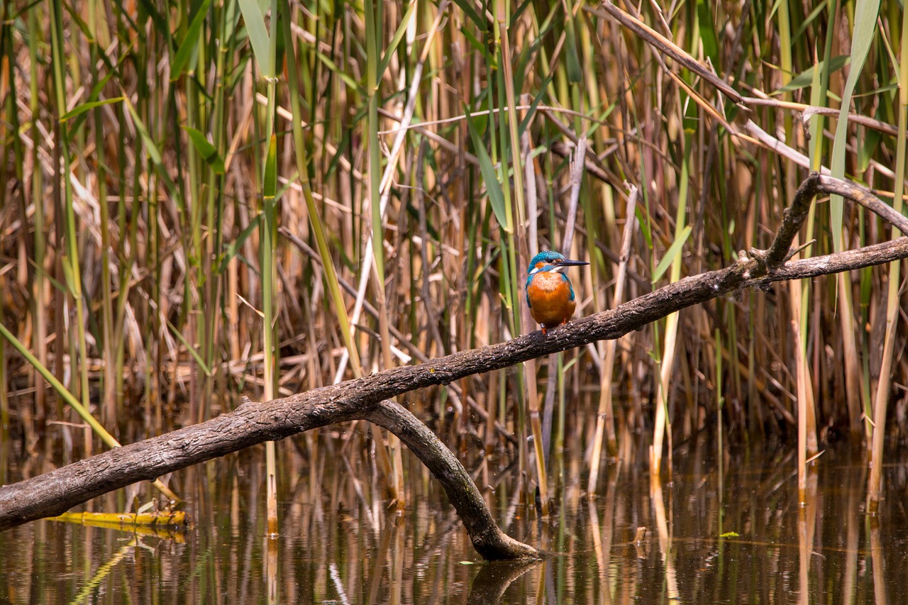 Image - kingfisher nature branch