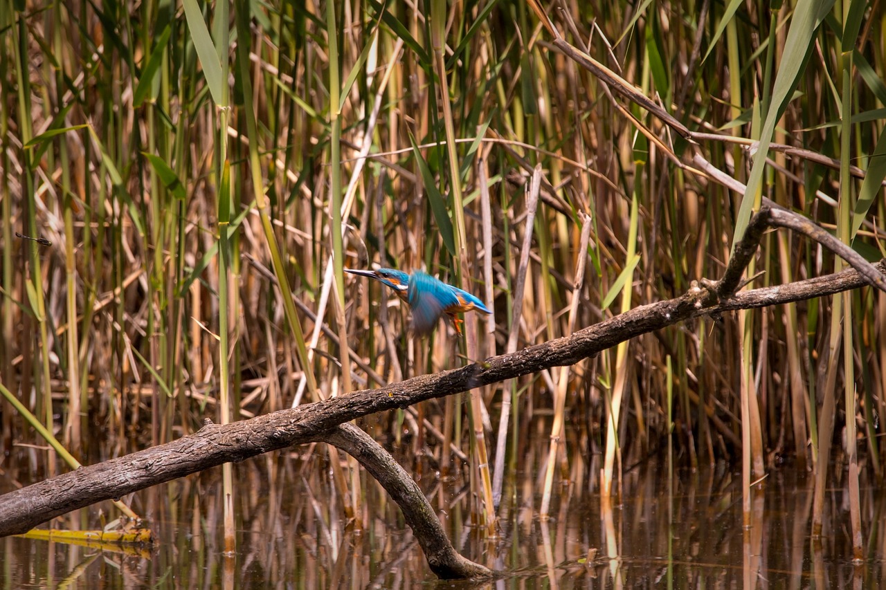 Image - kingfisher flying flies wing
