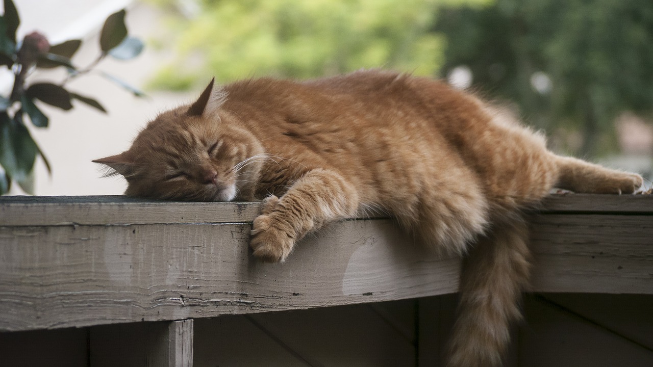 Image - cat sleep lazy pet cute animal