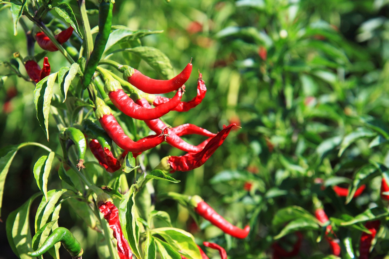 Image - chili chilli colorful flavor food