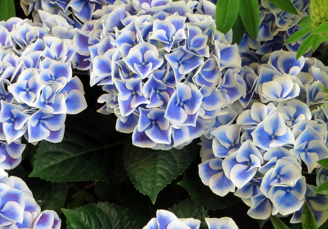 Image - hydrangea blue marginé flower