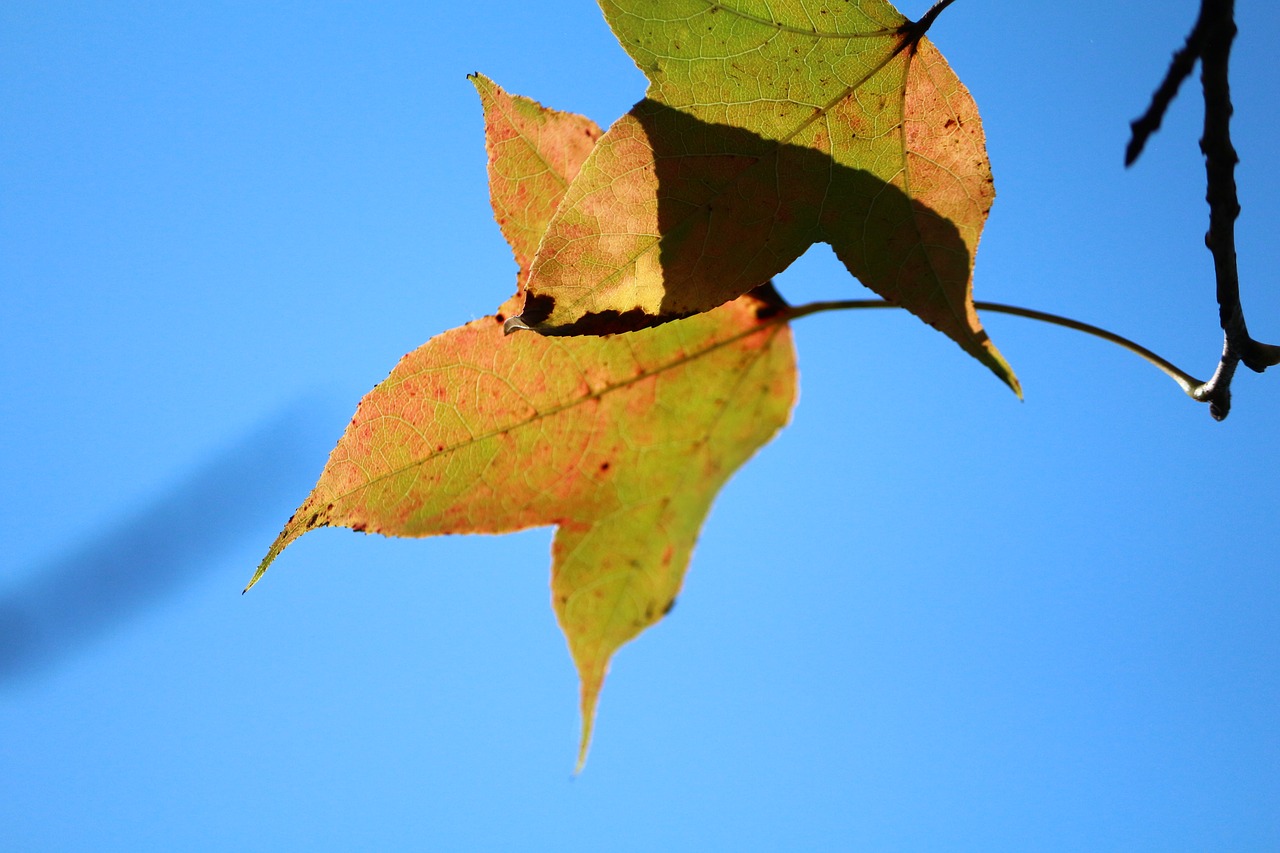 Image - rather critical blue sky