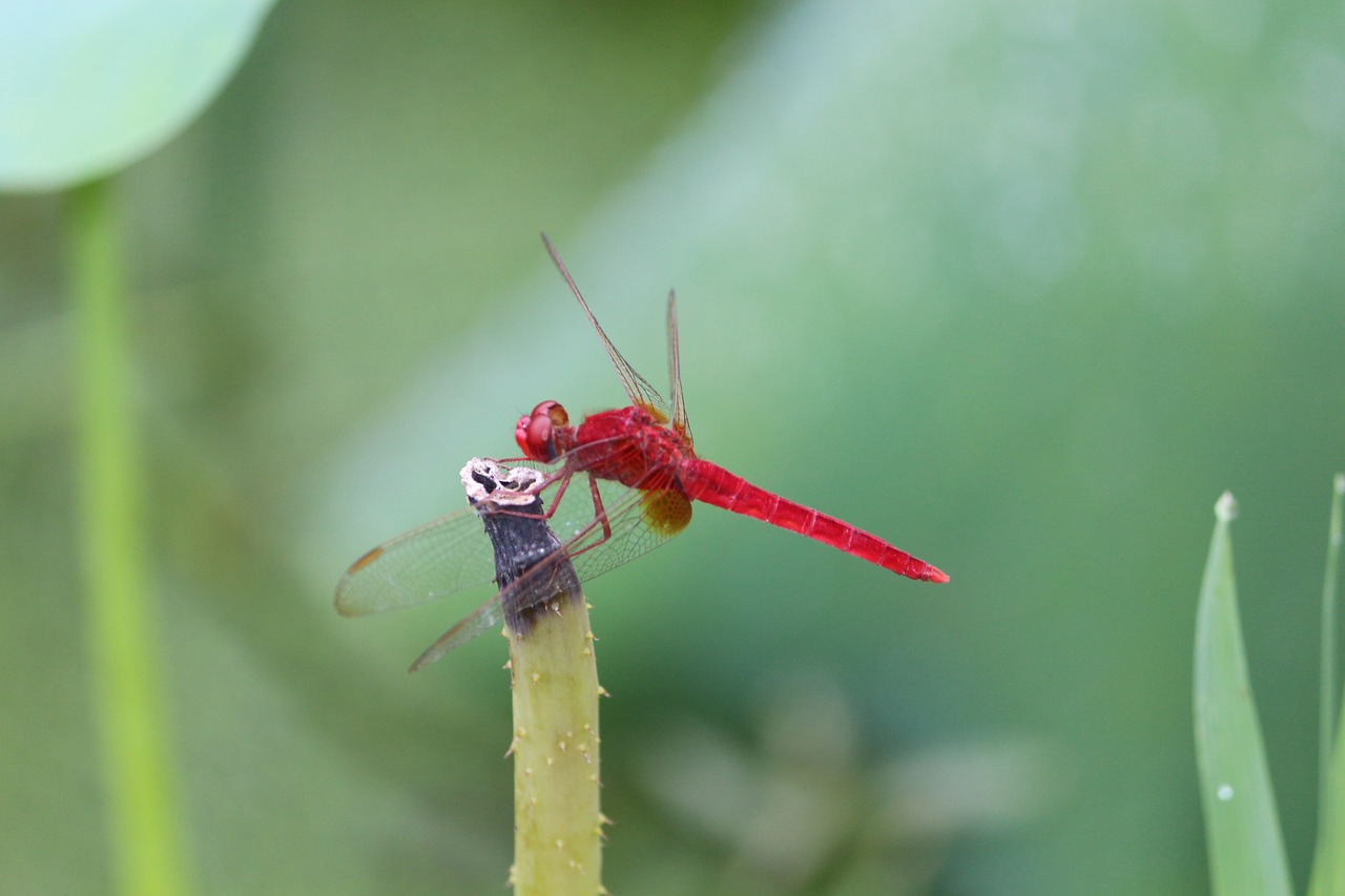 Image - red dragonfly summer lotus pond