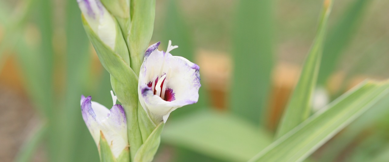 Image - gladiolus flower nature floral