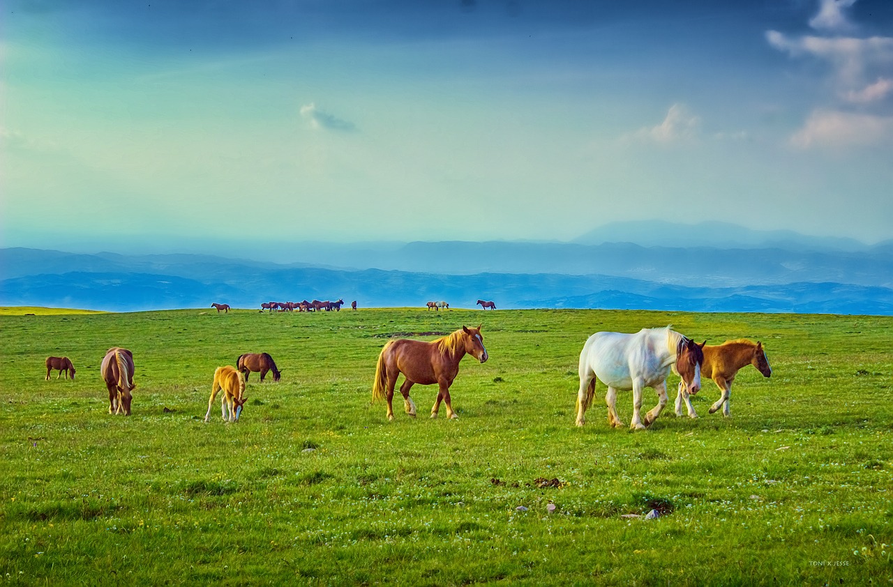 Image - horses pasture prairie mountain