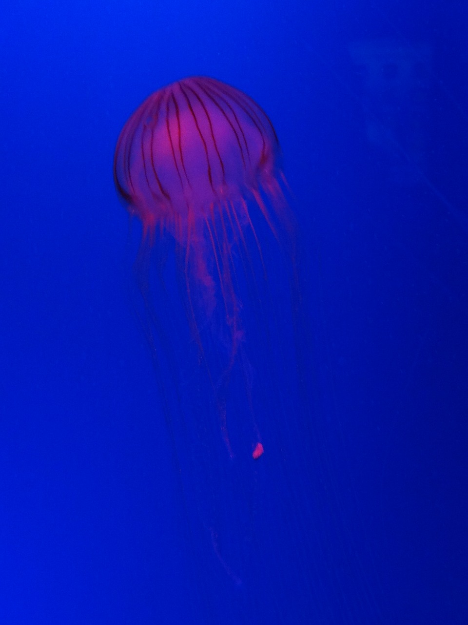Image - jellyfish blue sea life sea water
