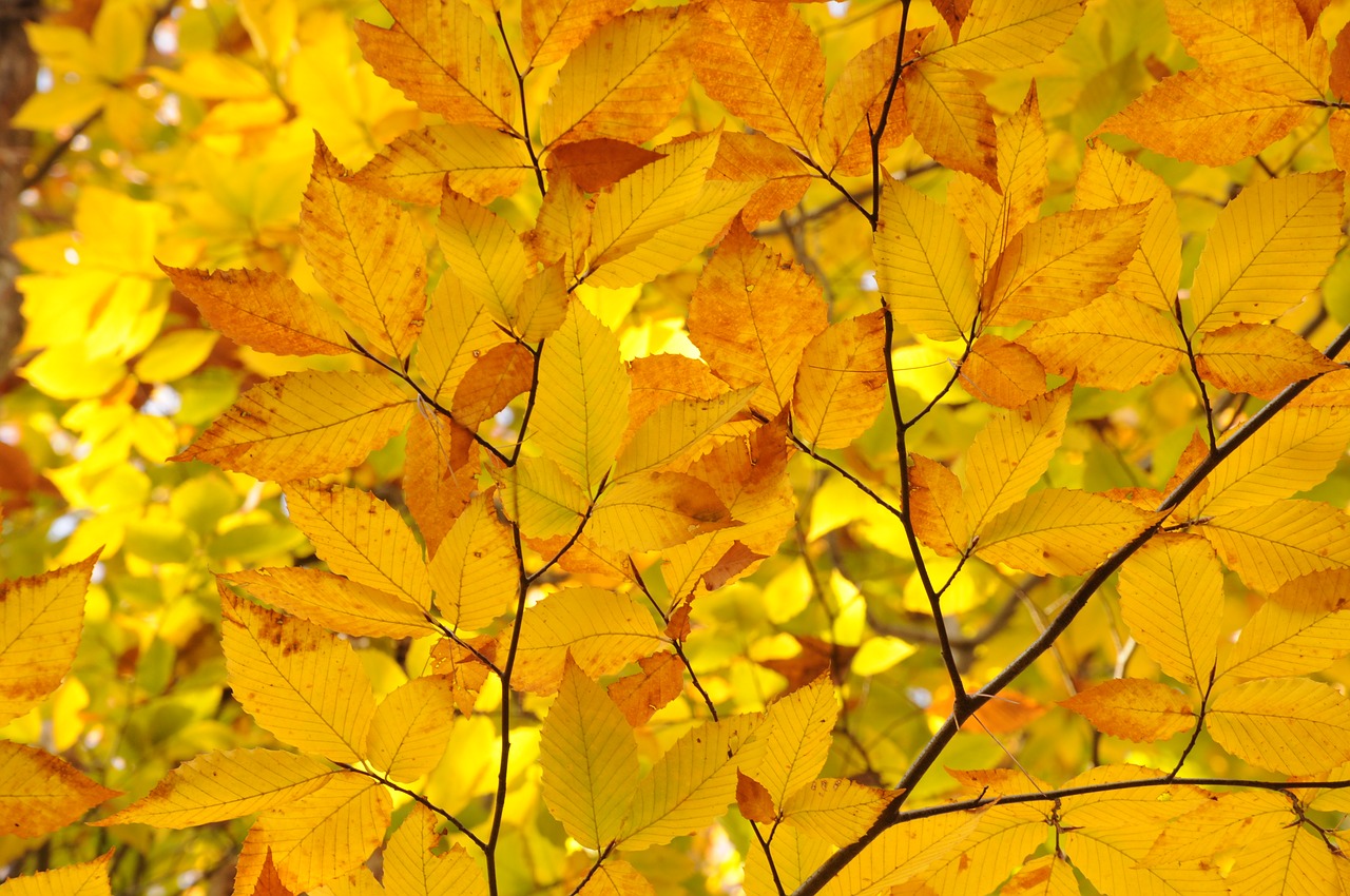 Image - fall autumn leaves new england