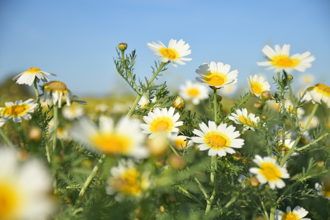 Image - spring daisy flowers margaret wild