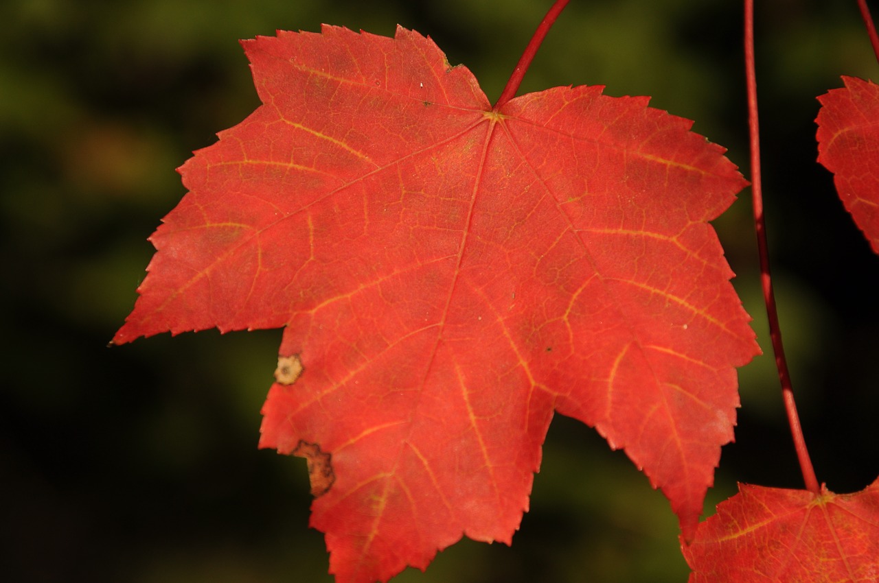 Image - fall autumn leaves new england