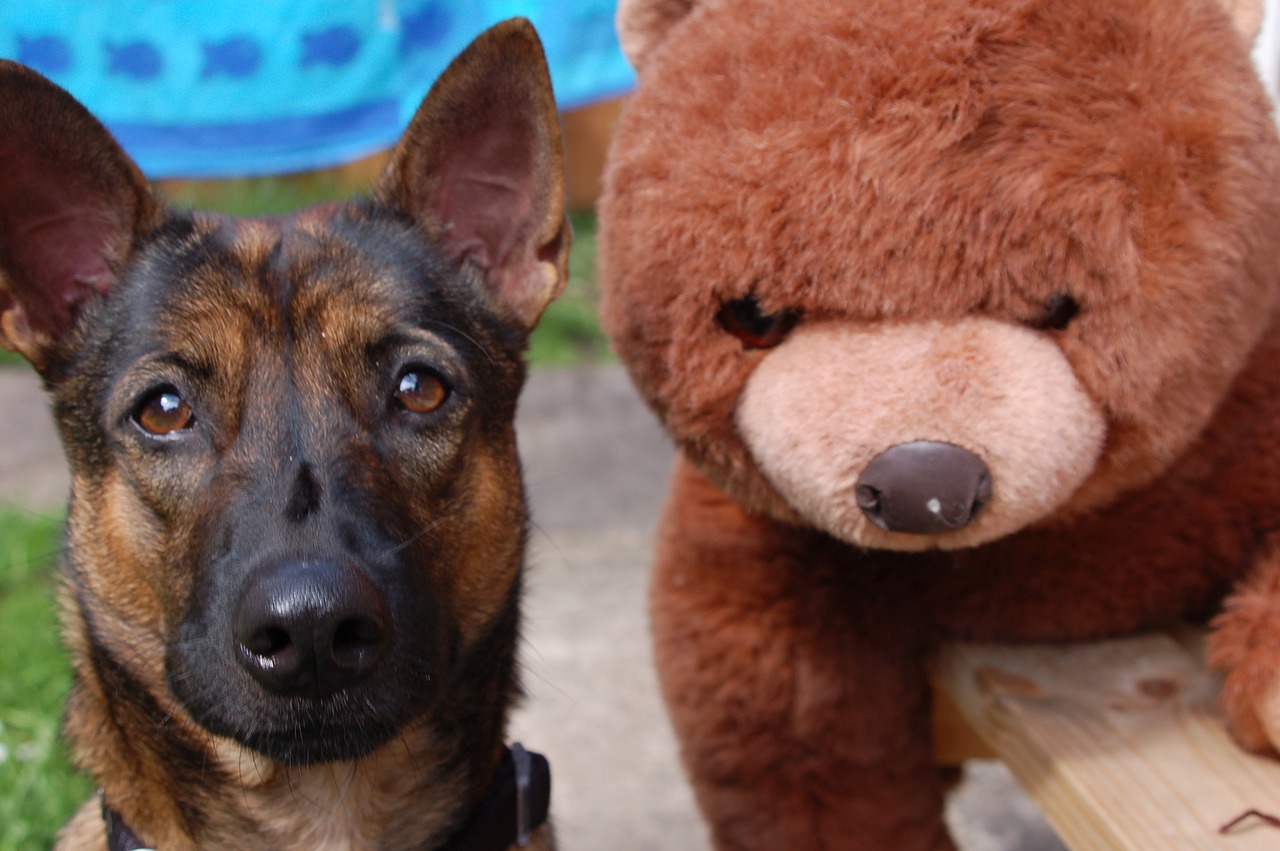 Image - dog bear cuddly toy plush toy