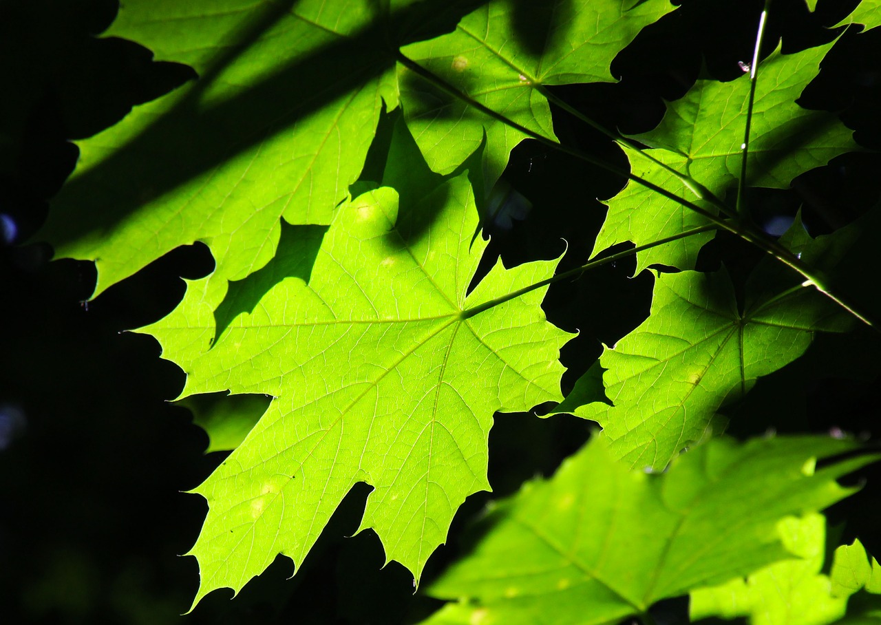 Image - green leaves wood green leaf