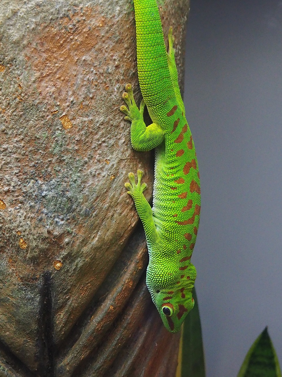 Image - lizard macro close green stone