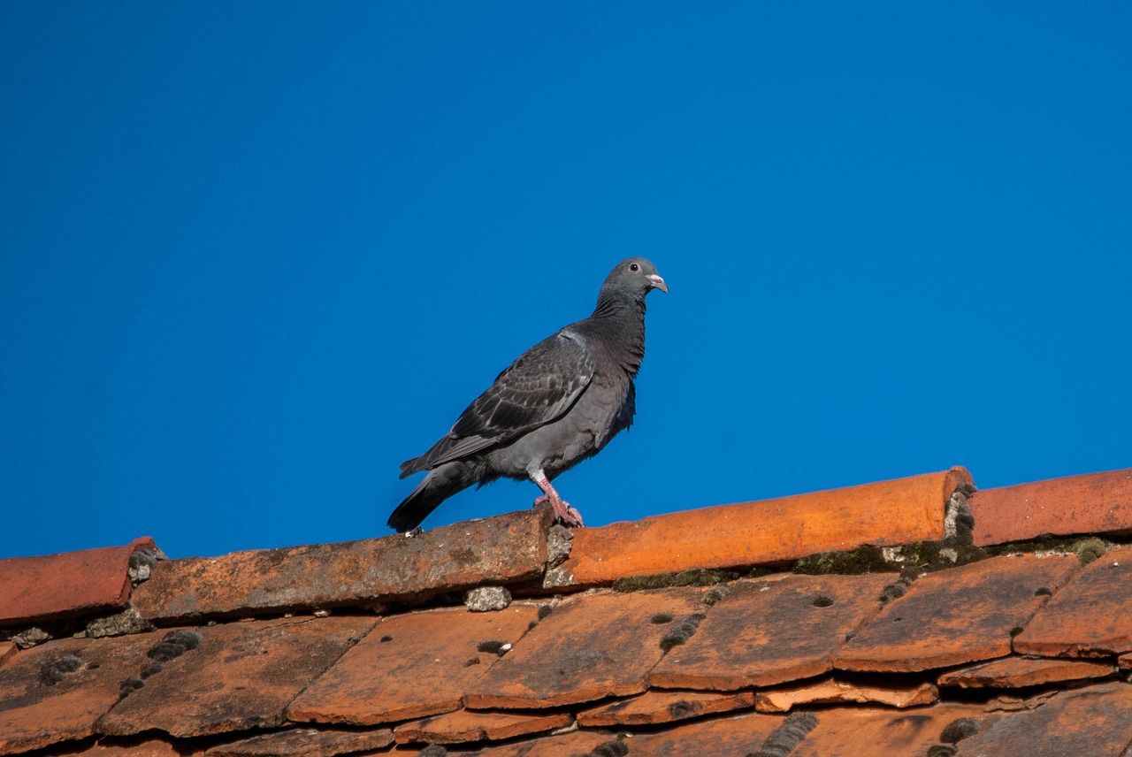 Image - dove the roof of the sky monument