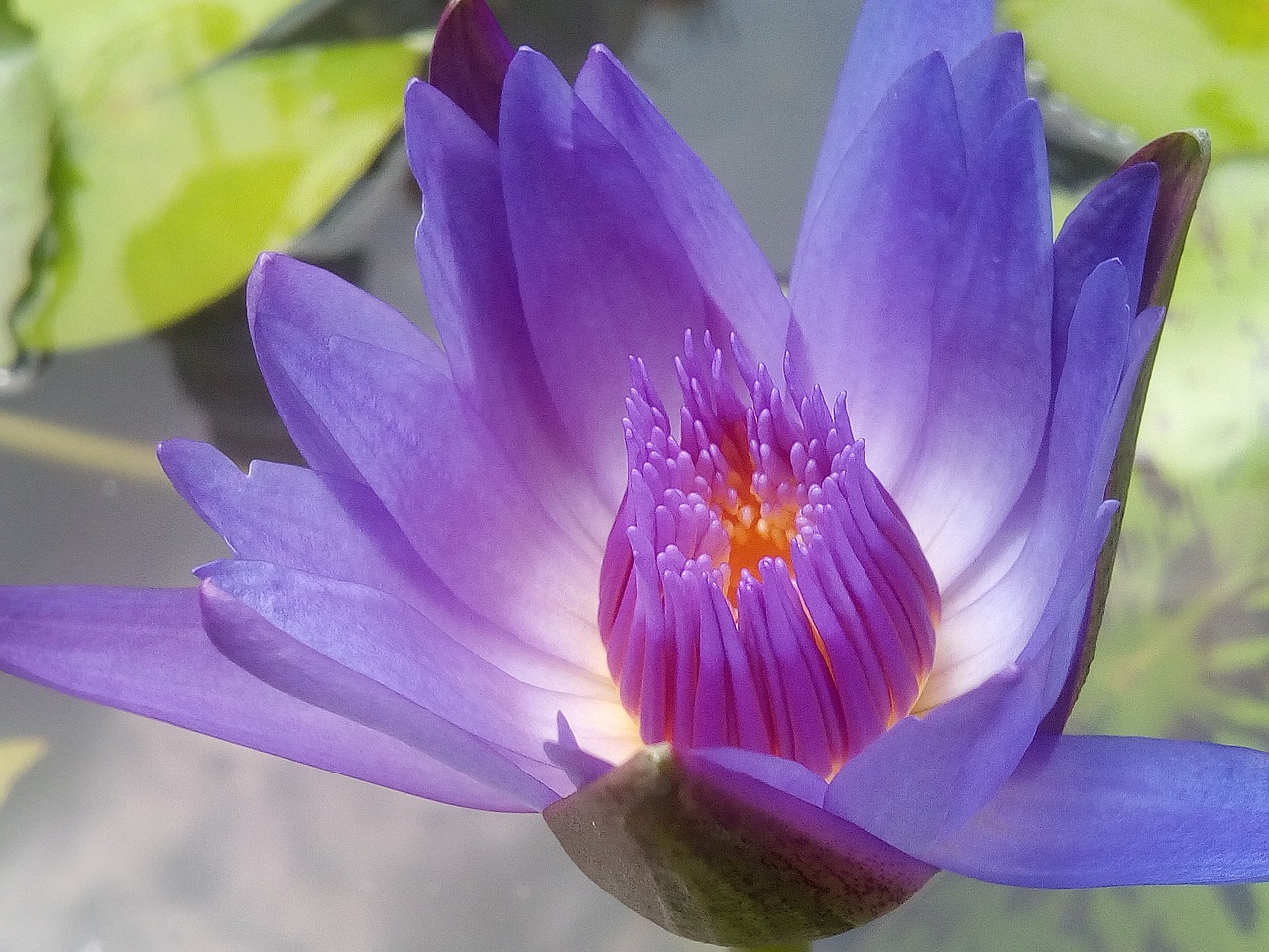 Image - lotus purple lotus refreshing