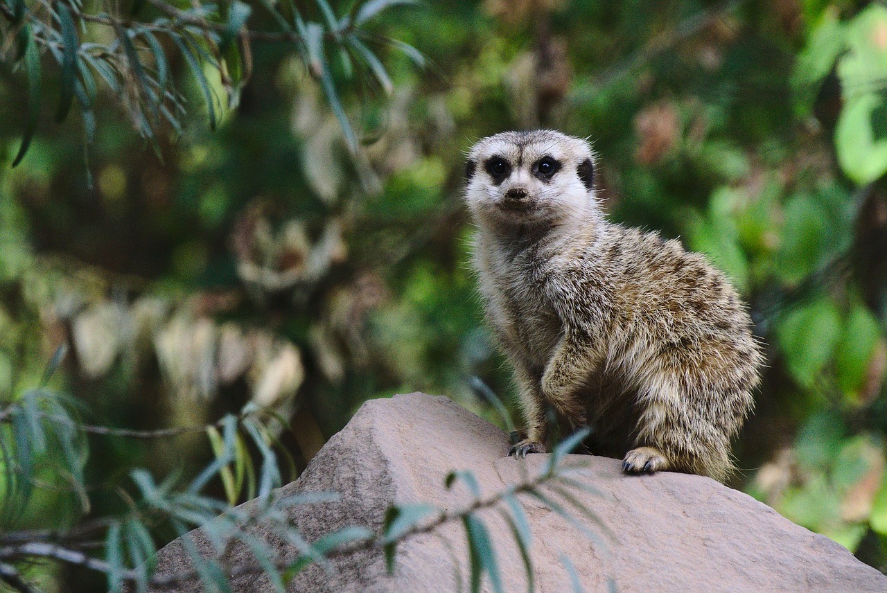 Image - meerkat zoo green guard animal