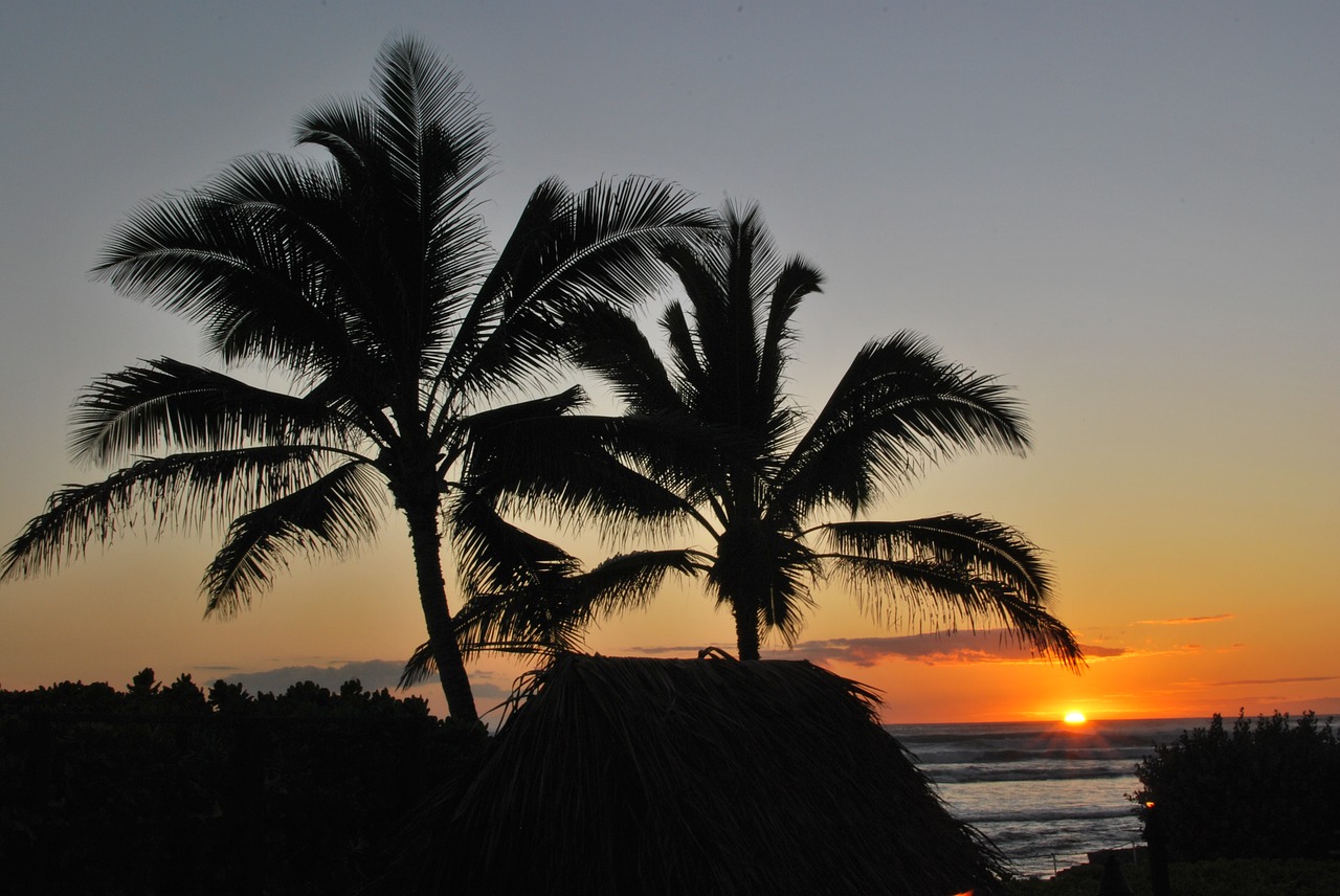 Image - palm trees sunset beach mexico
