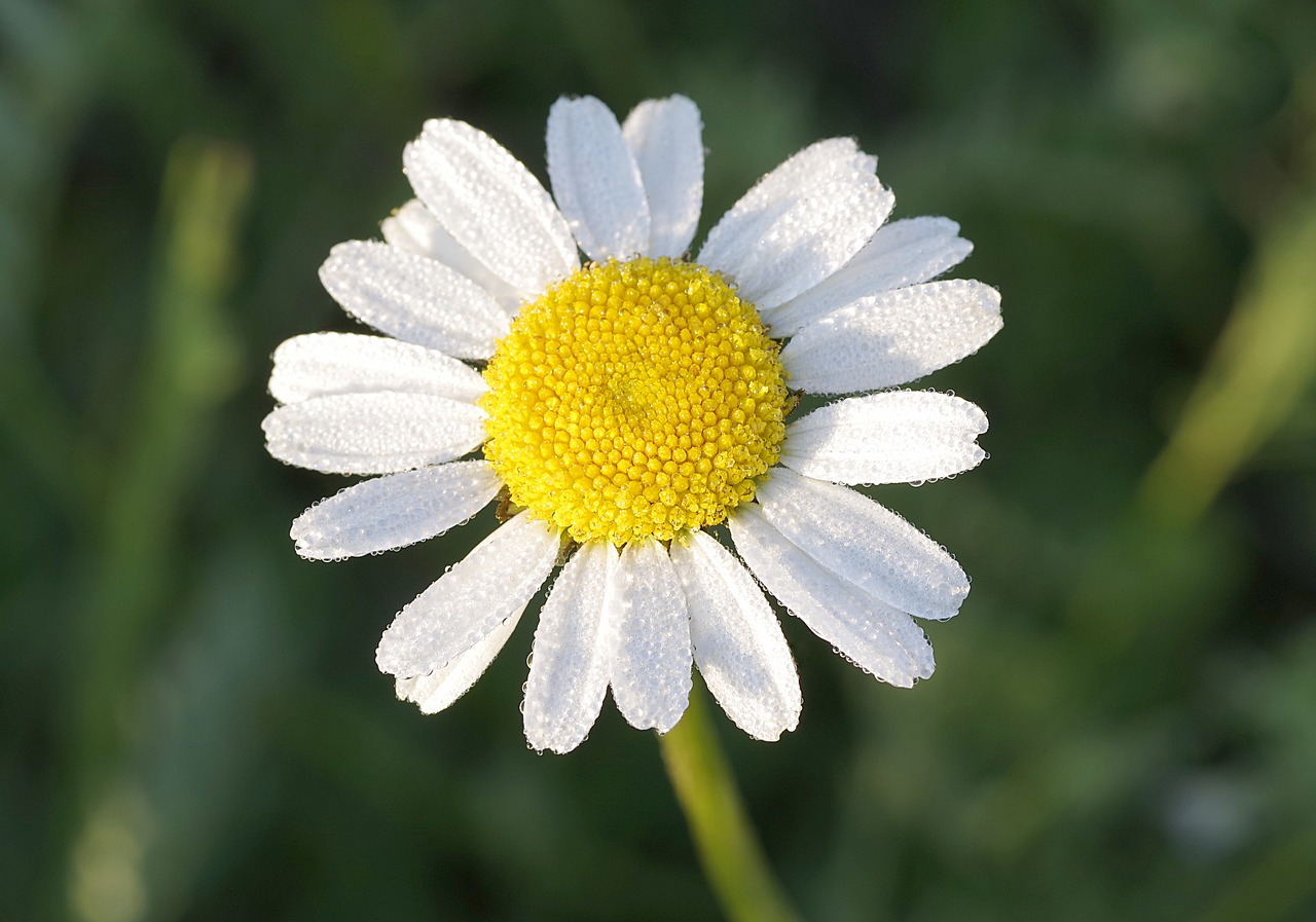 Image - daisy flower yellow white