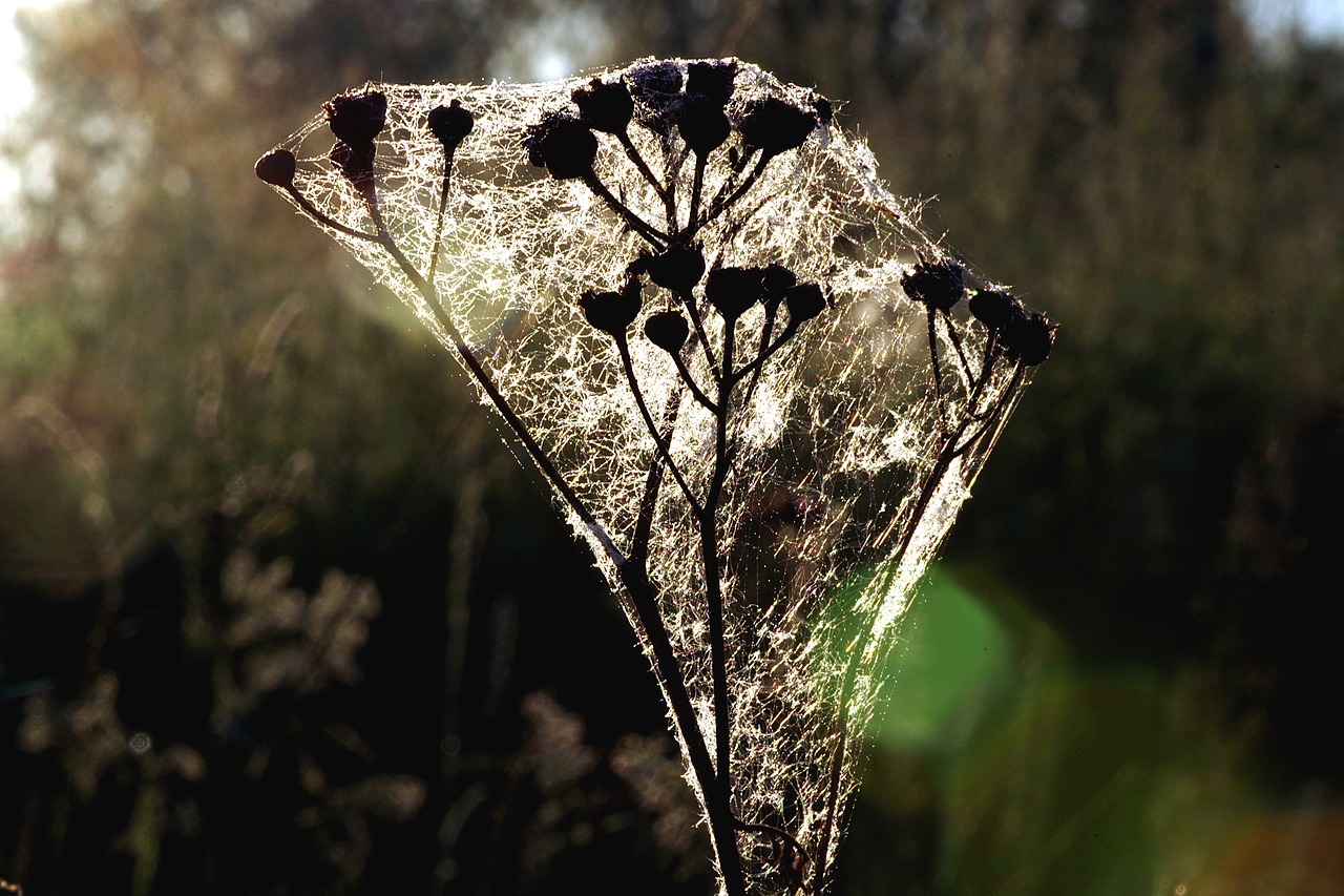Image - grass cobweb rosa dawn