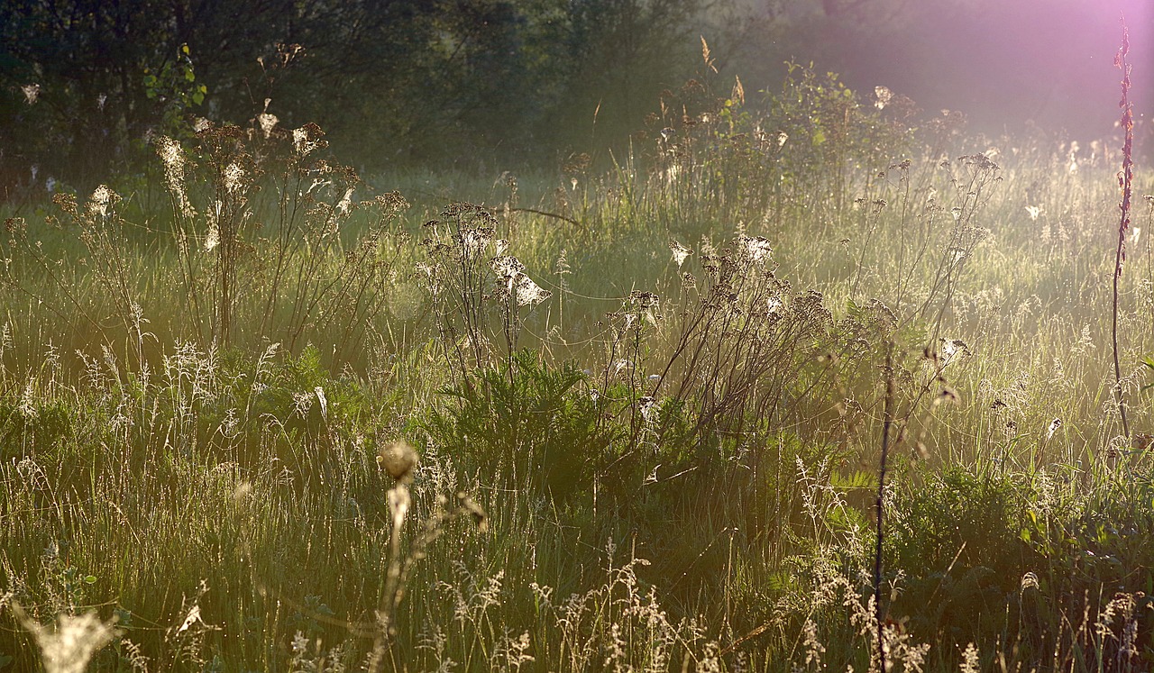 Image - grass cobweb rosa dawn